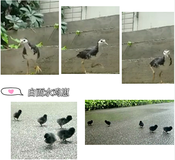PGӿƼ԰жȻһҶڻӪկ